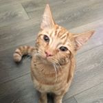 Profile Picture of Mack and Mabel (and Ronald) (@themccoykittens) on Instagram