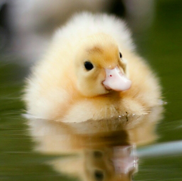 Profile Picture of Pamela Carroll (@psc0929312dsc) on Poshmark