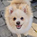 Profile Picture of Ludvik the kleinspitz🐶🇳🇴 (@ludvik_the_kleinspitz) on Instagram