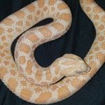 Profile Picture of Joe Skeen (@predator_pit) on Instagram