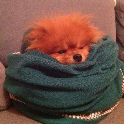 Profile Picture of Mario Marcon (@magnitogo) on Twitter