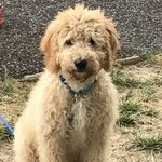 Profile Picture of Julie Trask (@charlie.doodle2017) on Instagram