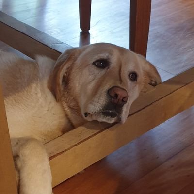 Profile Picture of Daniel Harford (@HarfSerious) on Twitter