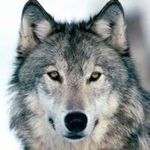 Profile Picture of Mike Mullervy (@michael_anthony_the_wolfman) on Instagram
