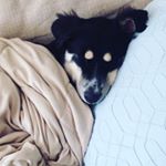 Profile Picture of Liam Netterlund (@liam_the_ausky) on Instagram