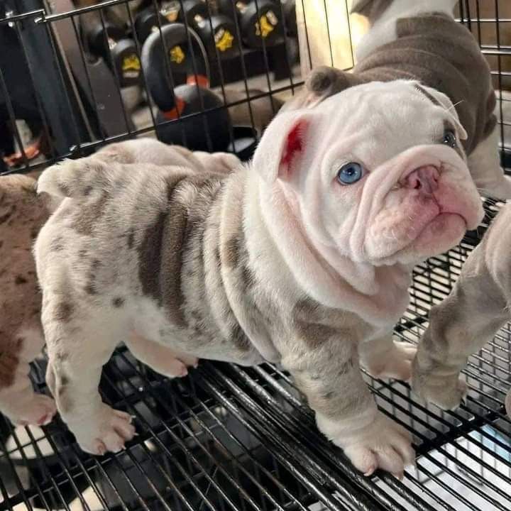 Profile Picture of jamesrickypet (@jamesrickypet) on Tiktok