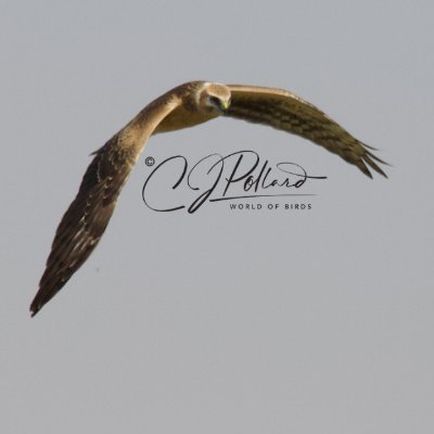 Profile Picture of Chris Pollard (@chrispollard48) on Twitter