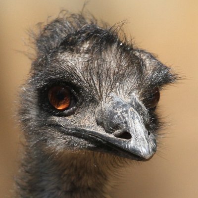 Profile Picture of John Bradshaw (@ozporkhunter22) on Twitter