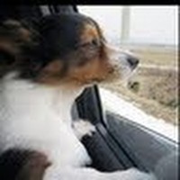 Profile Picture of Joey Chan (@joey-chan-105) on Quora