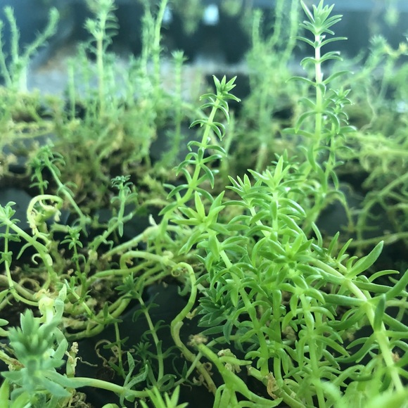 Profile Picture of Mikala Purdom (@mikalapurdom) on Poshmark