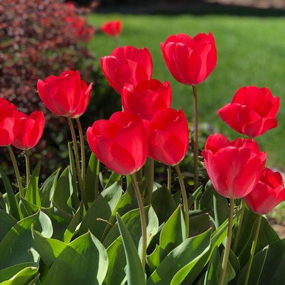 Profile Picture of Virginia Timpson (@vtimpson) on Poshmark