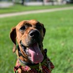 Profile Picture of Buddy Boy (@buddy_totherescue) on Instagram