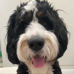 Profile Picture of finnigan cornelius erbes 🦴 (@funkyyfinn) on Instagram