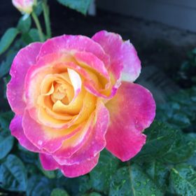 Profile Picture of Carrie Plasters (@carrieplasters) on Pinterest