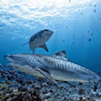 Profile Picture of Whitney Carden (@whitney-carden-2) on Quora