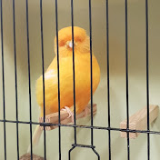 Profile Picture of Norwich Canarys Neil Pratt (@norwichcanarysneilpratt1757) on Youtube