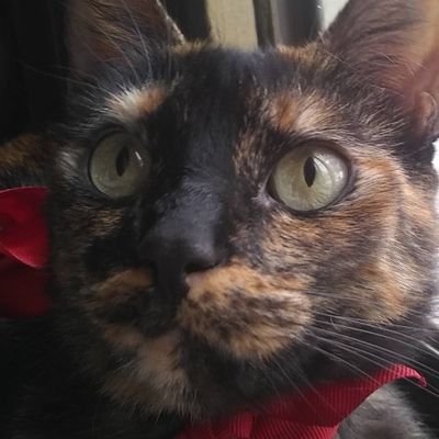 Profile Picture of Lorena Rudorff Ortega (@OrtegaRudorff) on Twitter