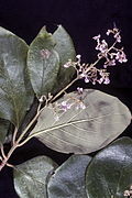 Profile Picture of Cornutia obovataon Wikipedia