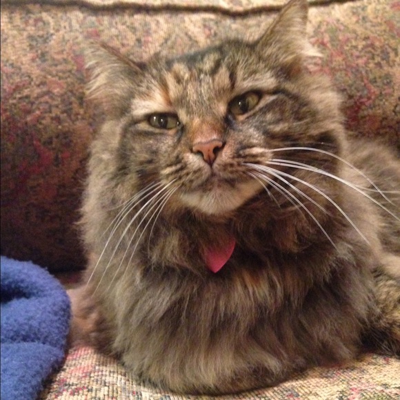 Kristin Polverino - Poshmark Profile Picture of Kristin Polverino (@kpolverino) on Poshmark