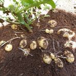 Profile Picture of Daniel Aguilar (@Daniel-Aguilar) on Facebook