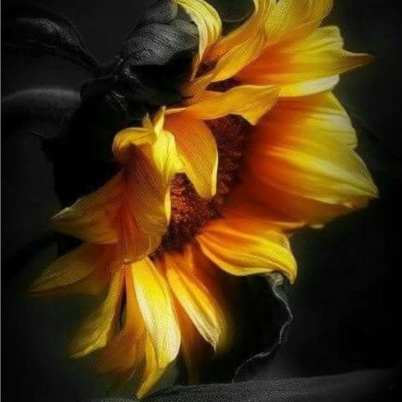 Profile Picture of Tracey Mahoney albrecht (@traceymahone287) on Poshmark