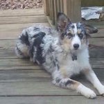 Ginger Robison - Instagram Profile Picture of Ginger Robison (@robisonginger) on Instagram