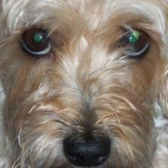 Profile Picture of Mary Goudey (@redangel8) on Poshmark