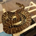 Profile Picture of Thomas Ervin (@watchtower_herpeoculture) on Instagram