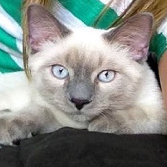 Profile Picture of Alena Lauver (@_alenaxtine) on Poshmark