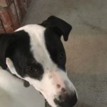 Profile Picture of Connor English (@connormenglish) on Instagram