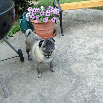 Profile Picture of Sara Maultsby (@autismteach11) on Twitter