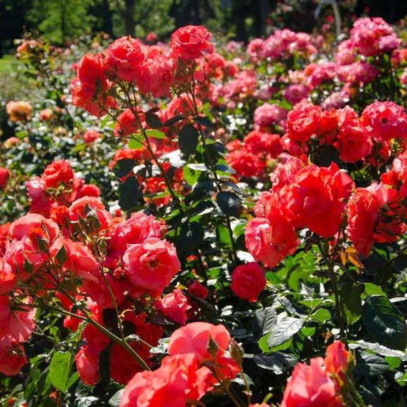 Profile Picture of David Ely (@davey_d40) on Poshmark