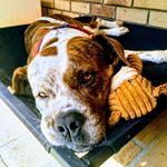 Profile Picture of Buddy Harris (@buddythebullyboxer) on Instagram