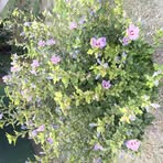 Profile Picture of Nicolae Dinu (@Nicolae-Dinu) on Facebook