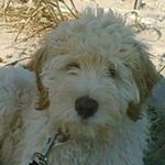 Profile Picture of Kim Kelly (@kimalley529) on Instagram