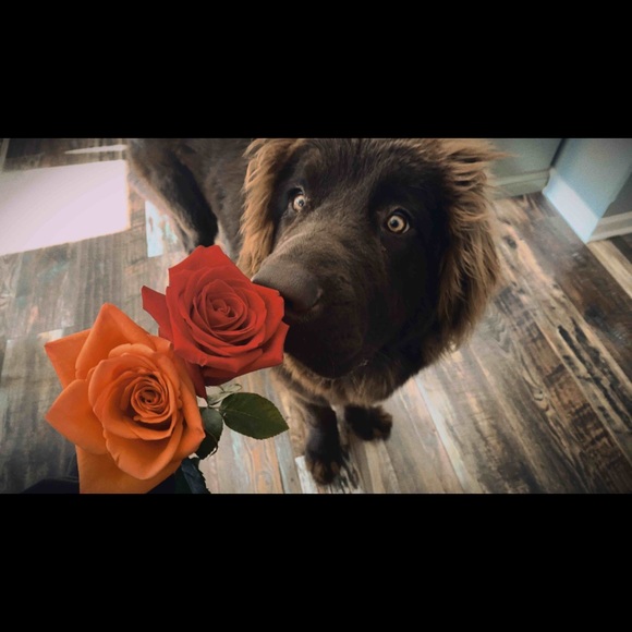 Profile Picture of Jordan Freehauf (@jordanfreehauf) on Poshmark