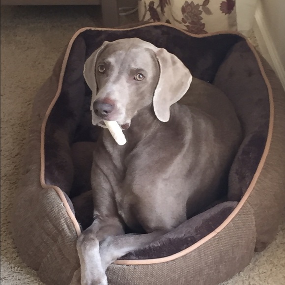 Profile Picture of Lisa Perino (@lrperino) on Poshmark