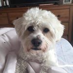 Profile Picture of ΒƱDDΨ 💙 (@buddy_prince_valastro) on Instagram