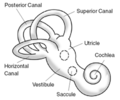 Benign paroxysmal positional vertigo - Wikipedia - Wikipedia Profile Picture of Benign paroxysmal positional vertigo - Wikipediaon Wikipedia