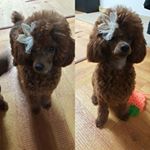 황경희(라이프.일상.개린이.춘자.추억) - Instagram Profile Picture of 황경희(라이프.일상.개린이.춘자.추억) (@cunja_mam_heeya) on Instagram