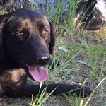 Profile Picture of Harvey (@blacklab.harvey) on Instagram