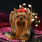 Екатерина Добрикова - Instagram Profile Picture of Екатерина Добрикова (@yorki_kumir) on Instagram