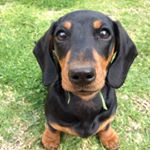 Profile Picture of Millie (Millicent) Joyce (@millie_the_mini_dachshund) on Instagram