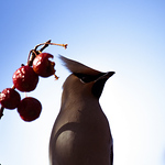 Profile Picture of Gabriel St-Aubin (@staubin.gabriel) on Flickr