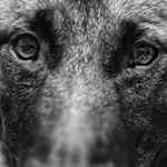 Profile Picture of Axel Der Engle Krieger (@axelthemalinois) on Instagram