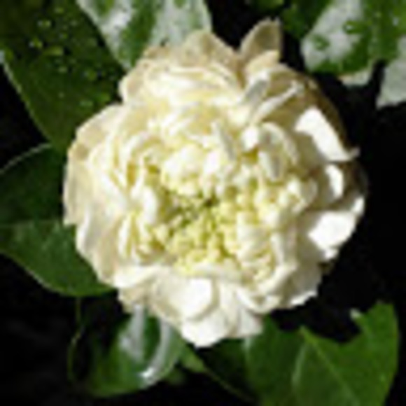 Jasmine Amoguis - Poshmark Profile Picture of Jasmine Amoguis (@jiamoguis) on Poshmark