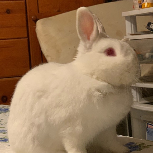 Profile Picture of Karen Blevins (@barneybunny) on Poshmark