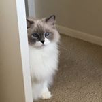 Profile Picture of Michelle Willey (@onewileycat) on Instagram