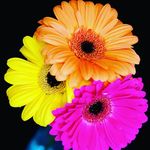 Profile Picture of manjari kumar (@manjari2216) on Instagram