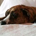 Profile Picture of Kerri Primeau Jacobsen (@primeaujacobsen) on Instagram